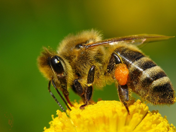 Правове регулювання бджільництва